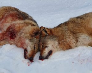 Det blir mye blod på statsrådens kontorpult – med påfølgende kritikk fra egne venner. Partier på sperregrensen har ingen venner å miste.