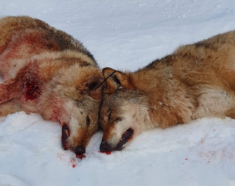 Det blir mye blod på statsrådens kontorpult – med påfølgende kritikk fra egne venner. Partier på sperregrensen har ingen venner å miste.