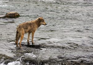 Alle skal med: Ulver fra hele utbredelsesområdet til arten Canis lupus er med i NTNU Vitenskapsmuseet sitt DNA-prosjekt. Her en ulv i Alaska. Foto: Blackburn Photo (CC BY 2.0)