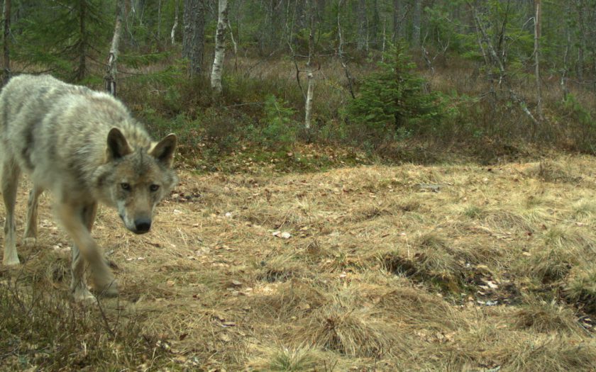 Svensk ulvejaktkvote er den nest største i nyere tid