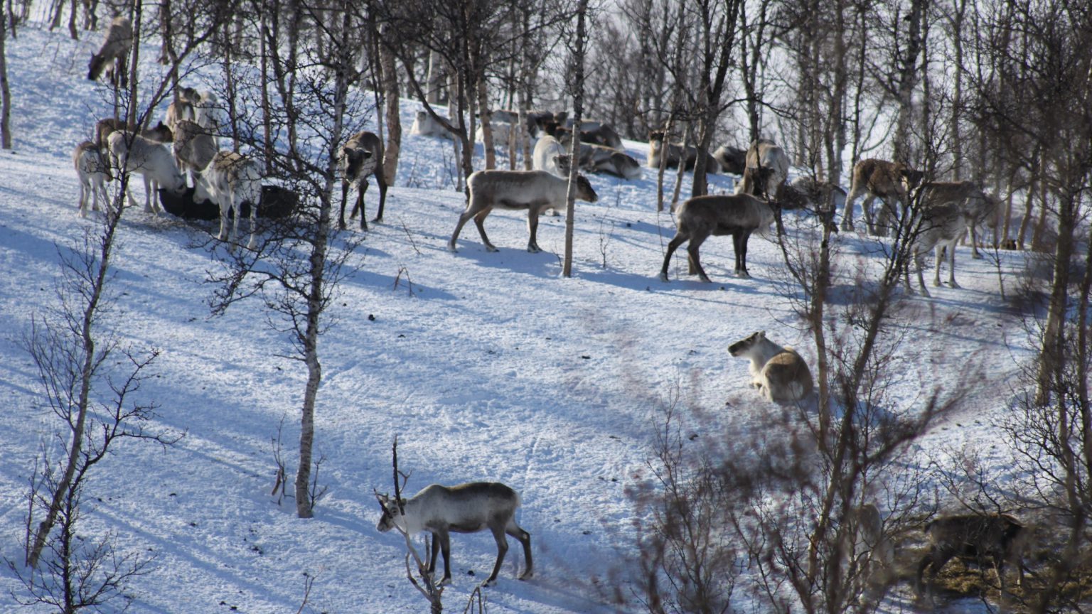 Reindrifta Mangler Effektive Verktøy Mot Rovdyrtap – ROVDYR.ORG