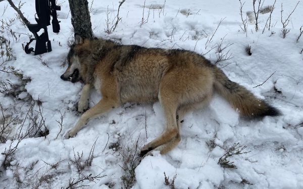 Sesongens Første Lisensfelling Av Ulv Utenfor Ulvesona Fant Sted I ...