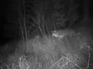 Foto: Norsk institutt for naturforskning