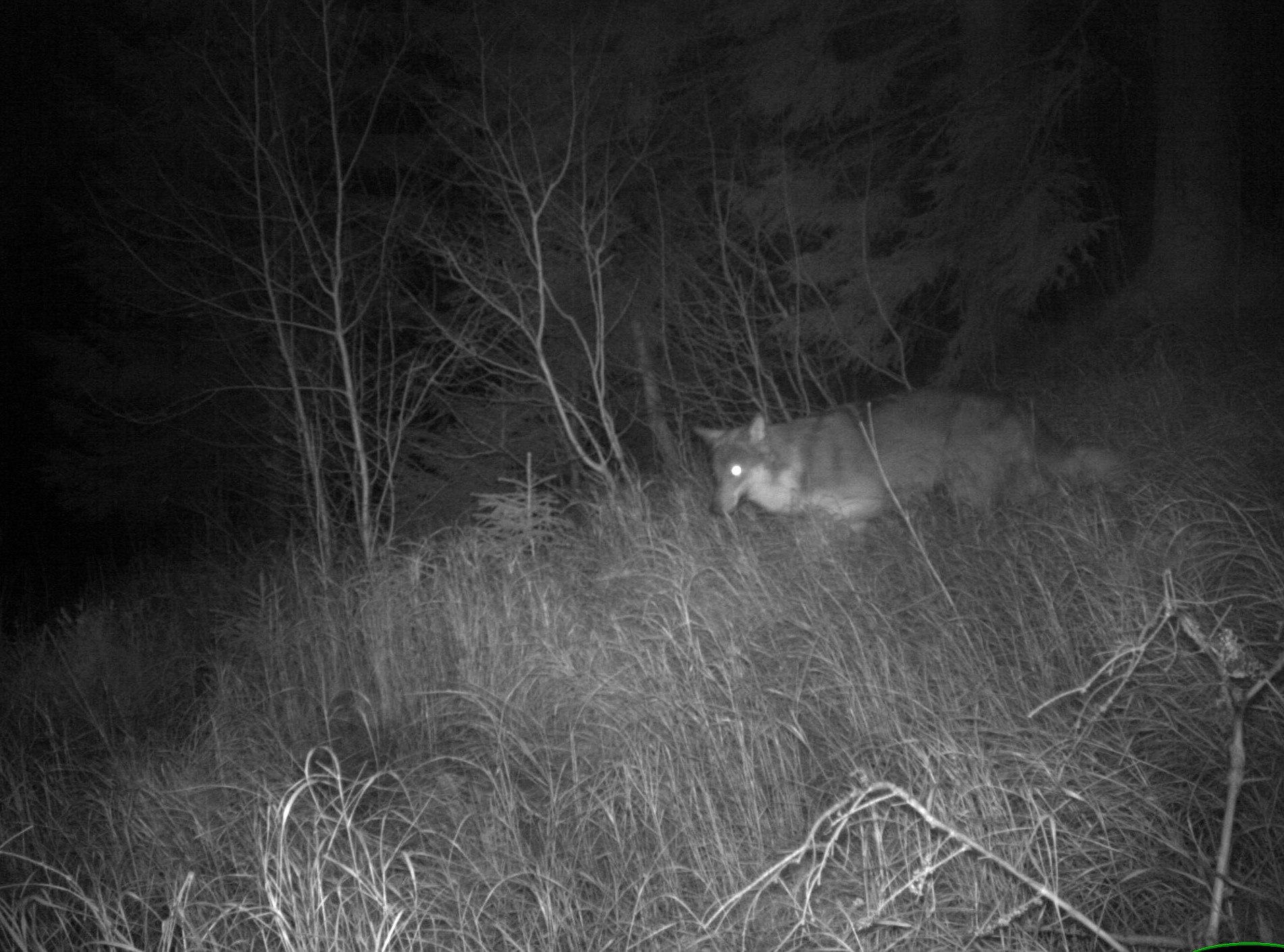 Foto: Norsk institutt for naturforskning