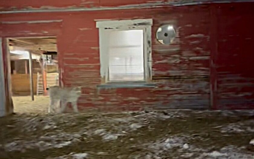 Bonde i Troms hadde gaupa inne i sauefjøset