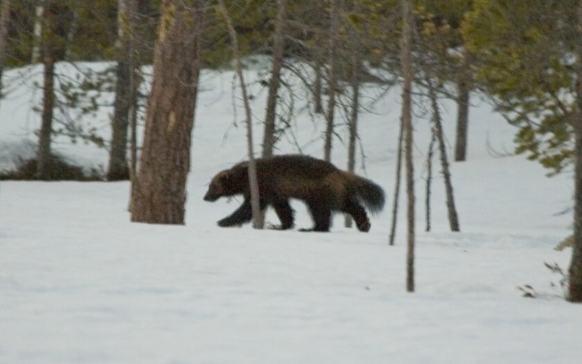 Skal ynglemål for gaupe og jerv flyttes sørover? Her er Miljødirektoratets mening