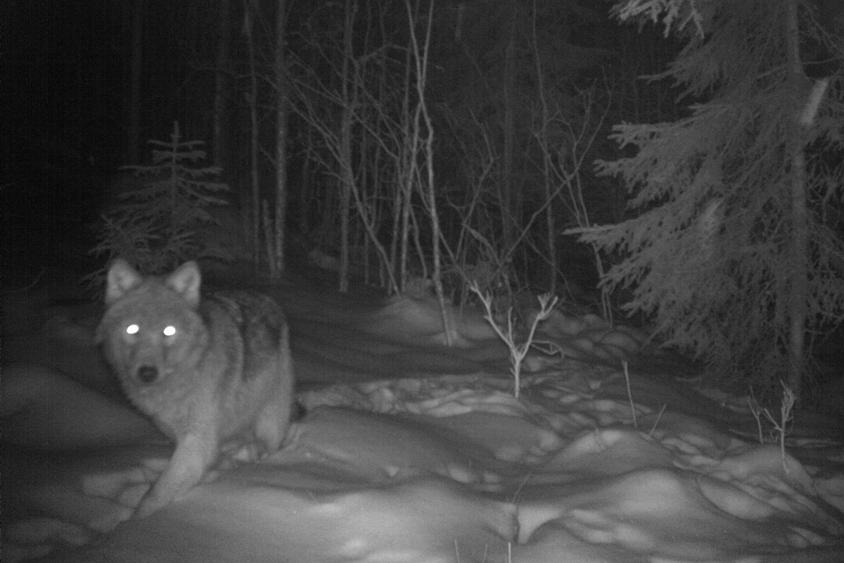 Ulv i Norge under Stortingets bestandsmål for første gang