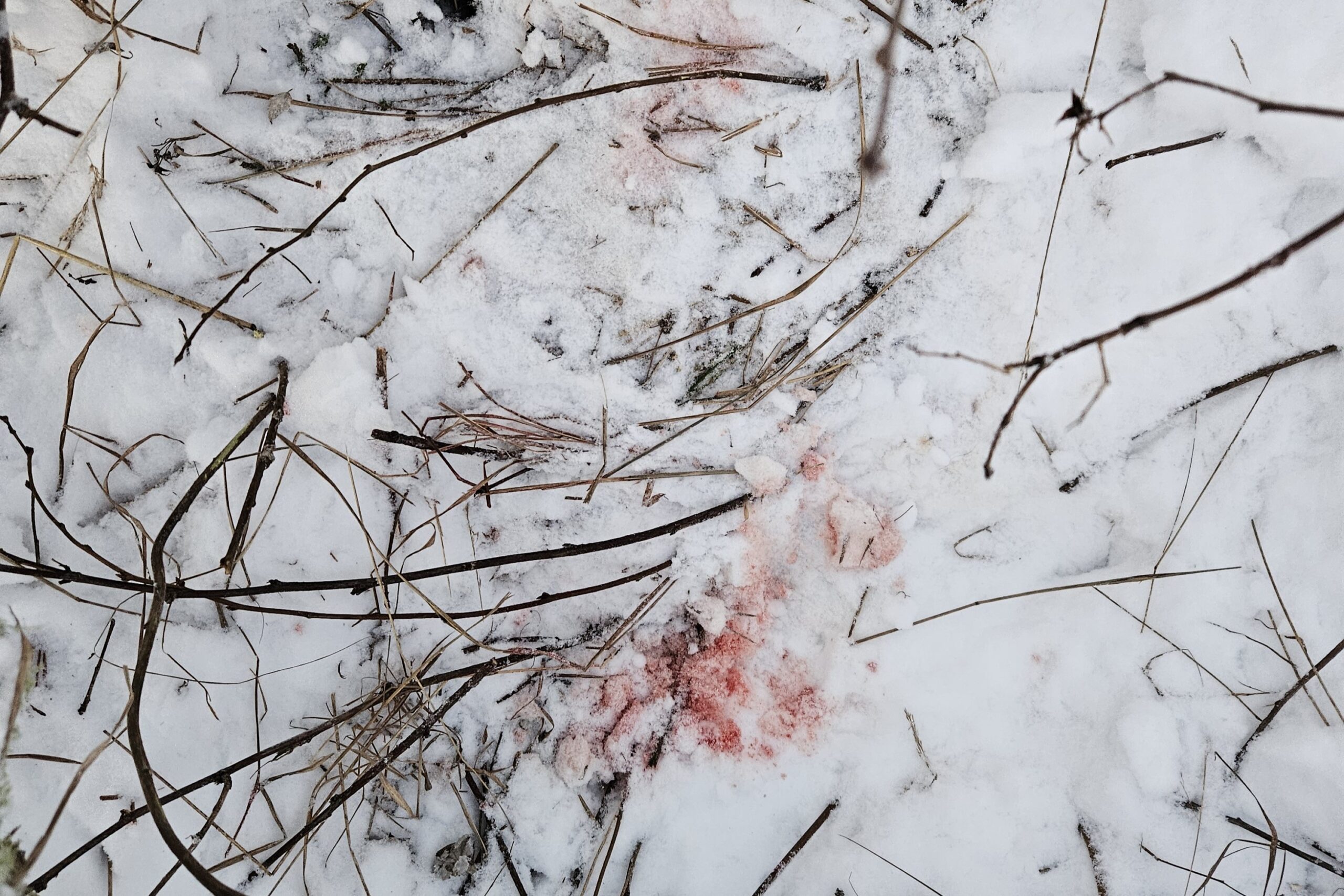 Eidskog-saken: – Det er ikke nok at det er en blodflekk