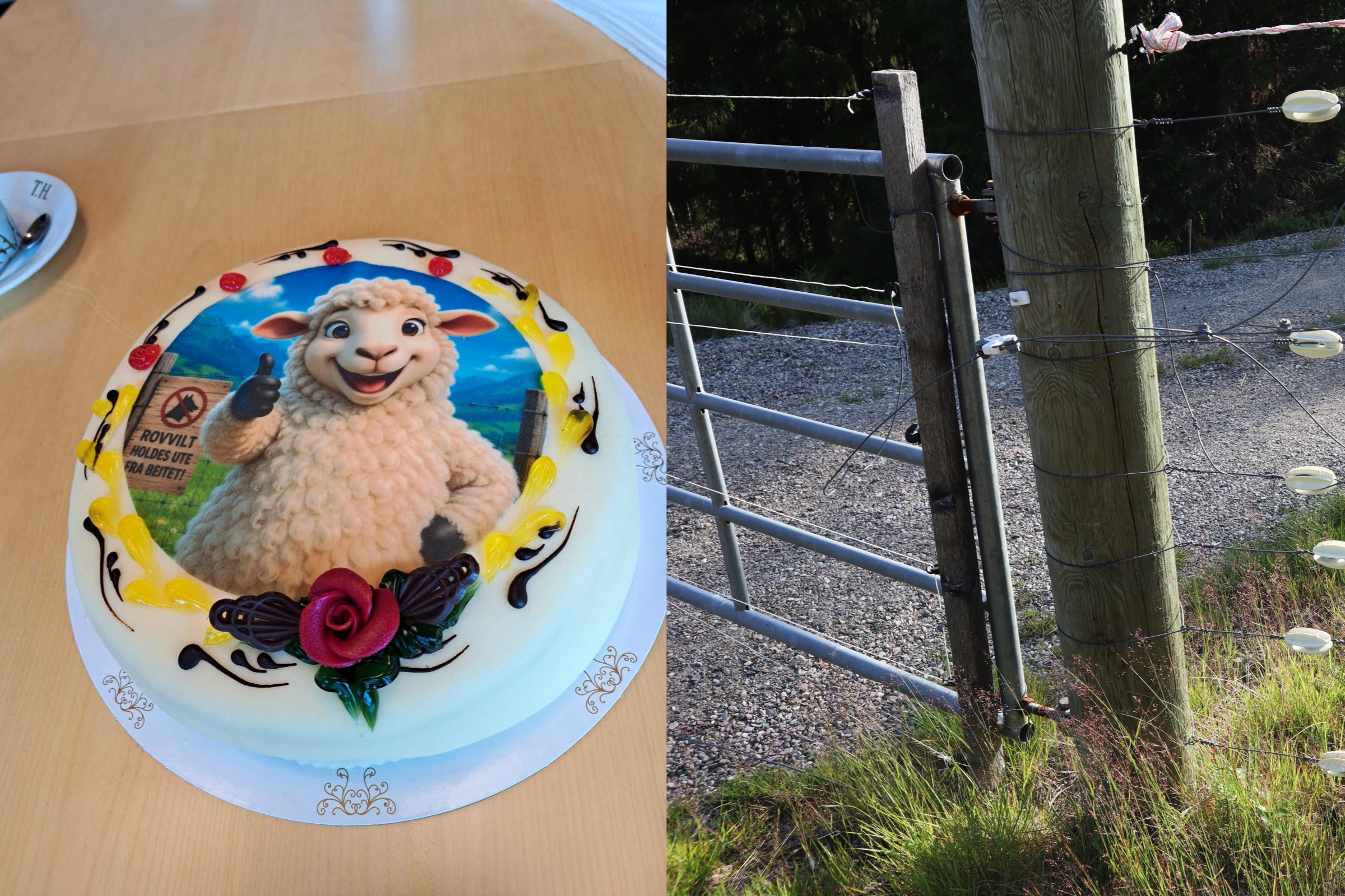 Sauebønder i Trysil feiret med kake – får bruke Flendalsbeitet