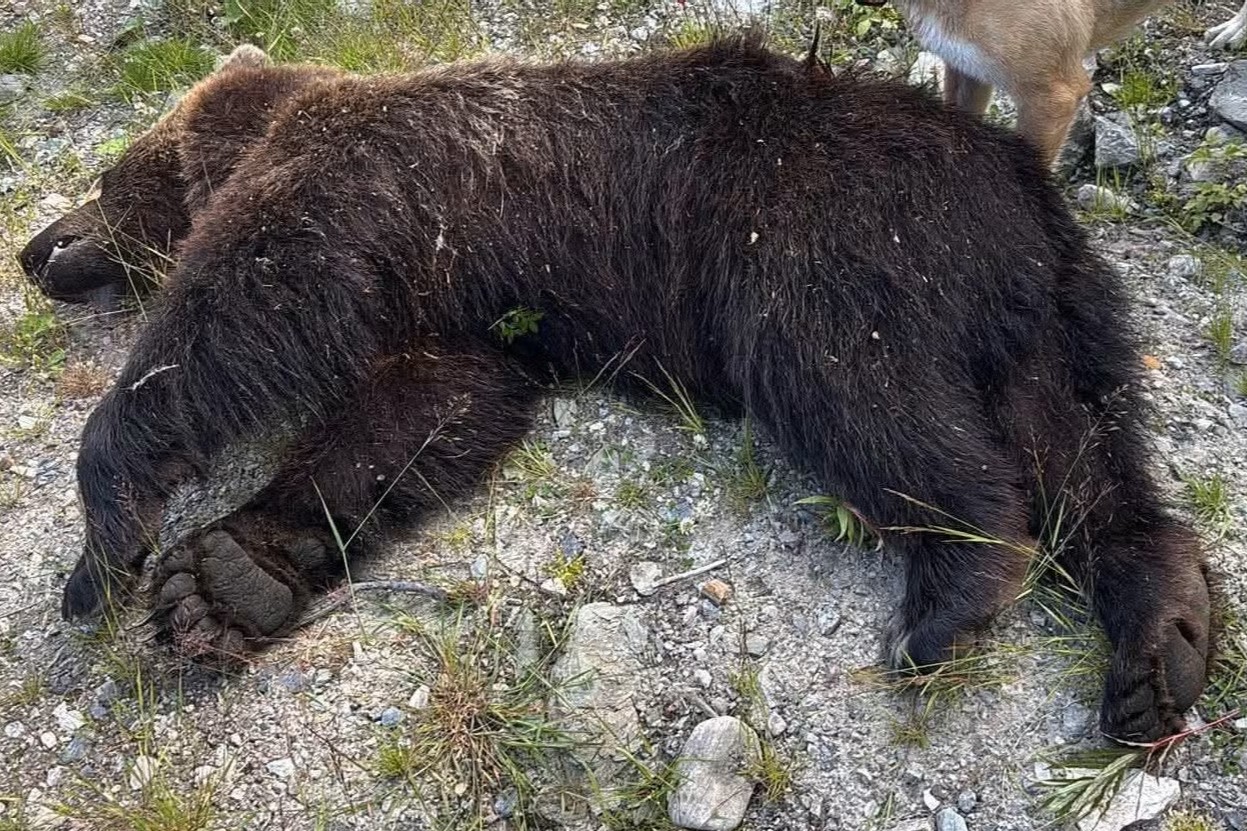 Bjørn felt i Tynset etter skader på sau i Gammeldalen