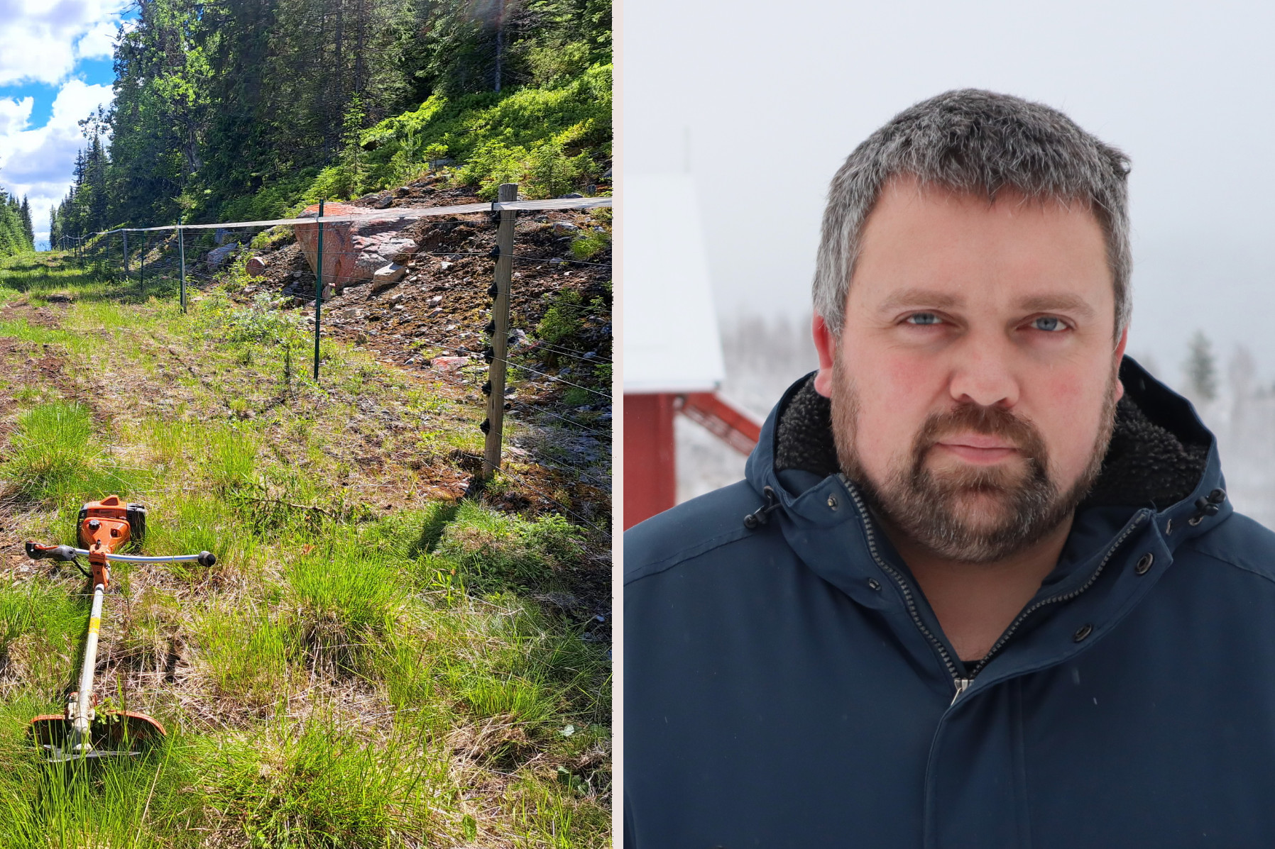 Øivind legger ned saueholdet etter at gjerdeprosjekt havarerte