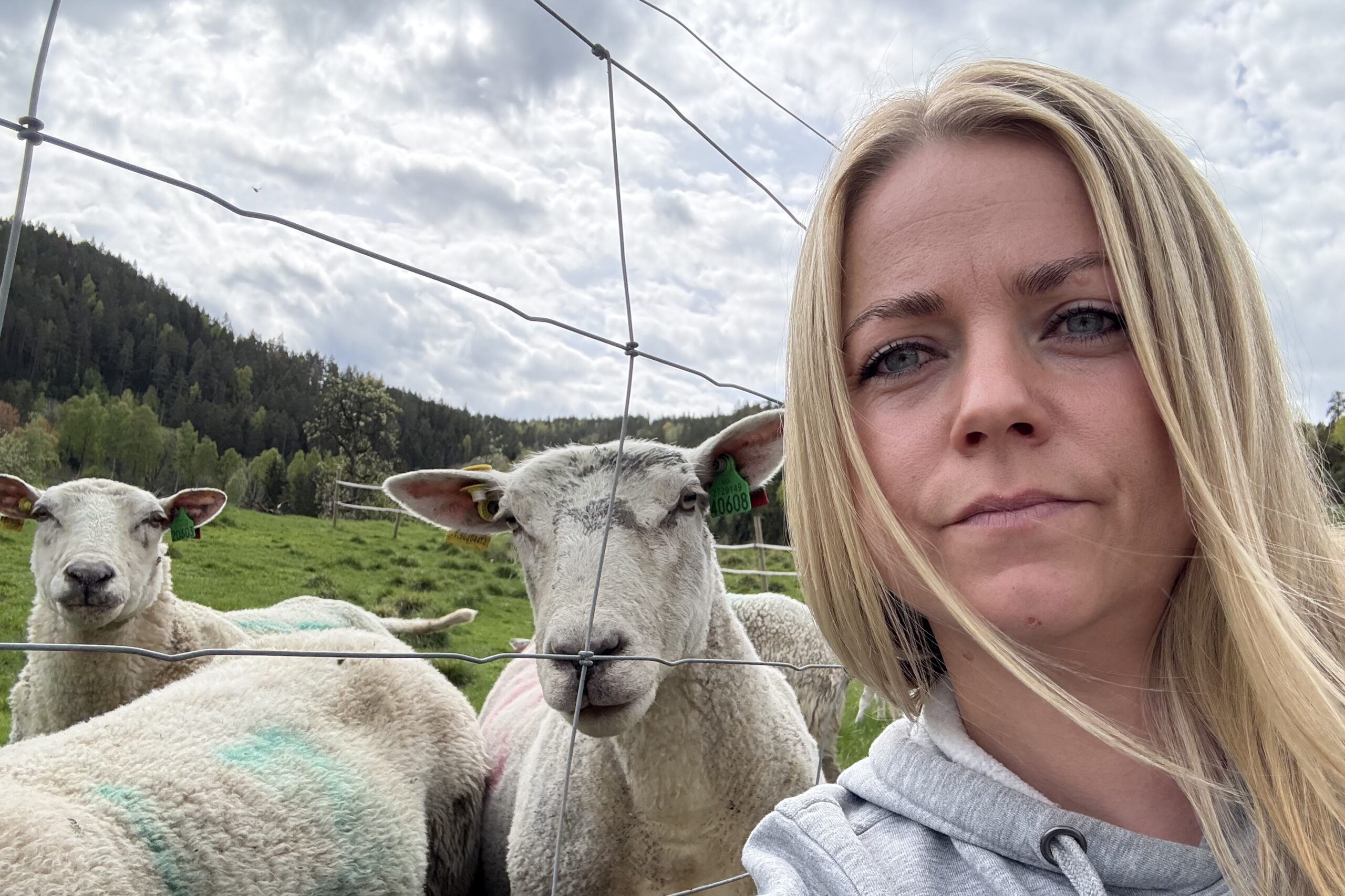 Genetikk-ulv skaper komplikasjoner i Agder og Telemark